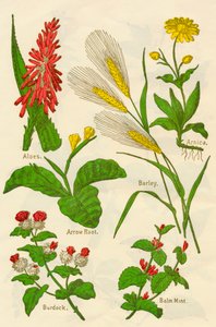 Kukat: Aloes, Arnica, Arrow Root, Ohra, Balm Mint, Takiainen, C1940. tekijältä Unbekannt