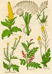 Kukat: Mullein, sipuli, uros saniainen, nodge-sinappi, lakritsi, sinappi, c1940 tekijältä Unbekannt
