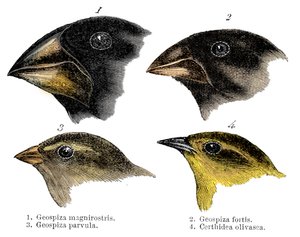 Neljä tai peippolaji, jonka Darwin havaitsi Galapagossaarilla tekijältä Unbekannt