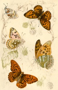 Fritillary-perhoset, 1800-luku. tekijältä Unbekannt