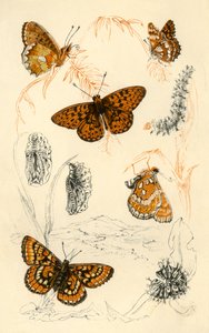 Fritillary-perhoset, 1800-luku. tekijältä Unbekannt