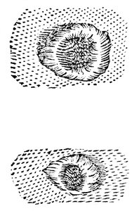 Galileoksen piirros kuun kraattereista, 1611, c1655 tekijältä Unbekannt