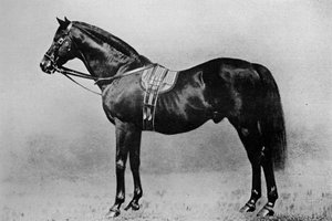 Galopin, 1872-1899, 1911 tekijältä Unbekannt