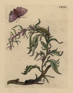 Puutarhaorakka, Atriplex hortensis, jossa on koi, toukka ja nukke tekijältä Unbekannt