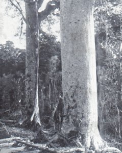Jättiläinen Kauri-puu, 1800-luvun loppu - 1900-luvun alku. tekijältä Unbekannt