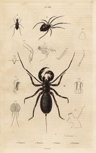 Jättiläispiiskaskorpioni, Mastigoproctus giganteus, kovakuoriainen, Theratus-lajit ja hämähäkkihämähäkki, Theridion-lajit tekijältä Unbekannt