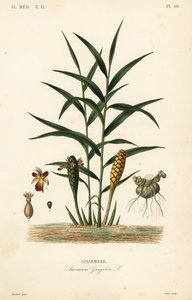 Inkivääri tai inkiväärijuuri, Zingiber officinale, Amomum zingiber, Gingembre tekijältä Unbekannt