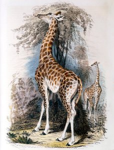 Kirahvi selailemassa puussa, 1836 tekijältä Unbekannt