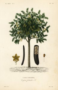 Kultainen sadepuu tai kanafistula, Cassia-fistula, Casse purgative tekijältä Unbekannt