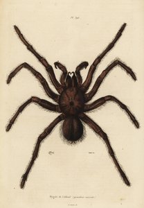 Goliath birdeater hämähäkki, Theraphosa blondi tekijältä Unbekannt
