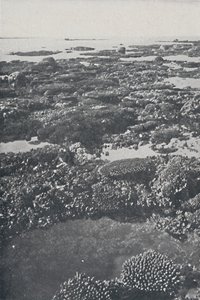 Suuri valliriutta, 1924 tekijältä Unbekannt