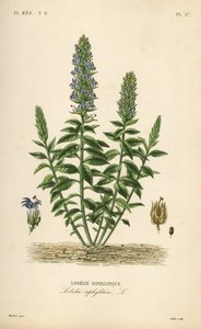 Suuri sininen lobelia, Lobelia siphilitica, Lobelia siphilitica, Lobelia syphilitique tekijältä Unbekannt