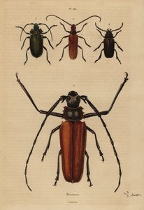 Pitkäsarvikuoriainen, Enoplocerus armillatus 1, Aegosoma scabricorne 2, Pyrodes nitidus 3 ja Prionus desmaretii 4 tekijältä Unbekannt