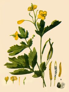 "Suuri selanti", 1839, 1944. tekijältä Unbekannt