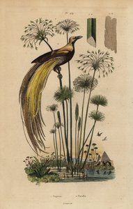 Paratiisin lintu, Paradisaea apoda ja papyrusruoho, Cyperus papyrus tekijältä Unbekannt