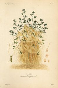 Suur- tai eurooppalainen, Cuscuta europaea, cuscute tekijältä Unbekannt