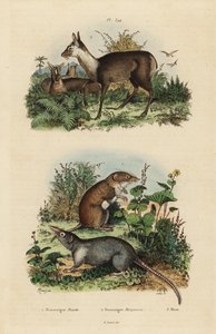 Valkohammaspeura, Crocidura russula 1, harmaa myskipeura, Suncus murinus 2 ja hämärämyskipeura, Moschus fuscus, uhanalainen 3 tekijältä Unbekannt