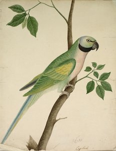Vihreä papukaija, n. 1820. tekijältä Unbekannt