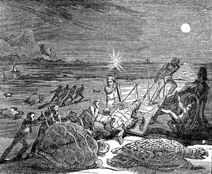 Vihreät kilpikonnat ja metsäkilpikonnat vangittiin Kuuban rannikolla vuonna 1832 tekijältä Unbekannt