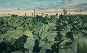 Kasvava tupakka, Kuuba, 1909 tekijältä Unbekannt