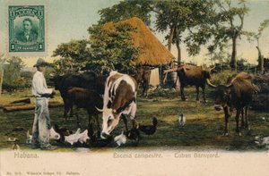 Havanna. Country Scene - Cuban Barnyard, 1910 tekijältä Unbekannt
