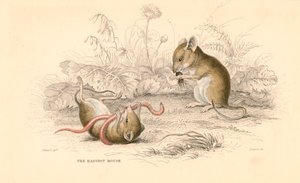 Harvest hiiri Micromys minutus of the Old World, 1828 tekijältä Unbekannt
