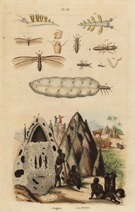 Harvesteritermiitti ja kummut, Microhodotermes-lajit ja merietana, Tergipes tergipes tekijältä Unbekannt