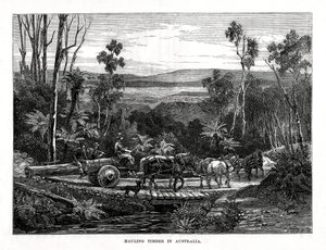Puun kuljetus, Australia, 1877 tekijältä Unbekannt