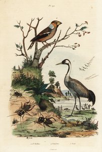 Hawfinch, Coccothraustes coccothraustes 2, tavallinen kurkku, Grus grus 3 ja sirkat, Gryllus campestris 1 tekijältä Unbekannt