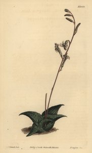 Havarthia venosa (Recurved Aloe, Aloe Recurve) tekijältä Unbekannt