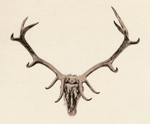 Hirven pää, 1500-luku, 1904 tekijältä Unbekannt