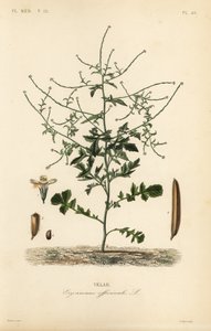 Pensassinappi, Sisymbrium officinale, Erysimum officinale, Velar tekijältä Unbekannt