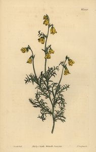 Hermannia confusa (hienolehtinen hermannia, Hermannia tenuifolia) tekijältä Unbekannt
