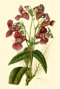 "Himalayan Balsam: Impatiens Glandulifera", 1840, 1944. tekijältä Unbekannt