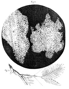 Hookes havaintoja korkin ja herkän kasvin oksan solurakenteesta, 1665 tekijältä Unbekannt