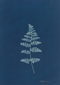Hothocleana, c. 1850-luku. tekijältä Unbekannt