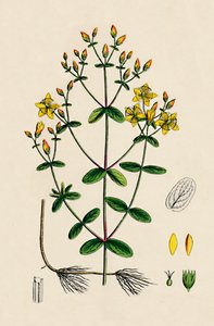 Hypericum Boeticum. Aaltolehtiset mäkikuisma, 1800-luku tekijältä Unbekannt