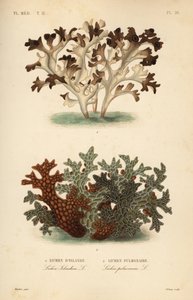 Islannin sammal, Cetraria islandica, islantilainen jäkälä ja puun keuhkojuuri, Lobaria pulmonaria, keuhkojäkälä tekijältä Unbekannt