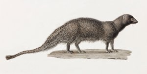 Ichneumon Mongoose tekijältä Unbekannt