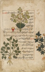 Kuvitettu kaksoisfolio, joka kuvaa ohdakkeita ja muita lääkekasveja, 1595 tekijältä Unbekannt