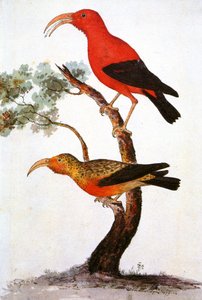 Kuva/Iiwi/Iwi/Scarlet honeycreeper/Scarlet Hawaiian Honeycreeper tekijältä Unbekannt