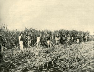Queenslandin sokeriviljelmässä, 1901. tekijältä Unbekannt