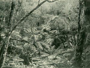 Dandenongin vuoristoissa, 1901. tekijältä Unbekannt