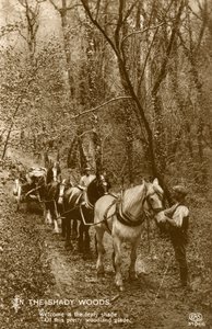 Shady Woodsissa 1800-luvun lopulla tai 1900-luvun alussa tekijältä Unbekannt