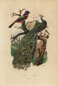 Intian riikinkukko, Pavo cristatus ja papukaijapeippo, Erythrura-lajit tekijältä Unbekannt