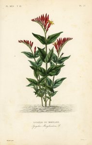 Intian vaaleanpunainen tai metsäinen vaaleanpunainen juuri, Spigelia marilandica, Spigelia marylandica, Spigelie du Maryland tekijältä Unbekannt