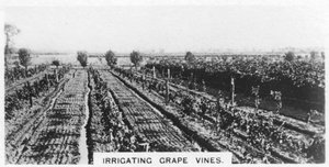 Kastelu viiniköynnöksiä, Australia, 1928 tekijältä Unbekannt