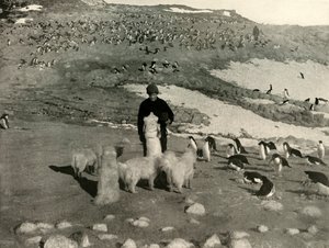 Joyce and the Dogs in the Penguin Rookery, c1908, 1909. tekijältä Unbekannt