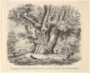 Neuve-Cellen kastanjapuu Genevejärven rannalla Daubignyn jälkeen, 1835-78. tekijältä Unbekannt