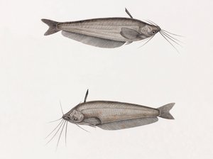 Oudnein monni tekijältä Unbekannt